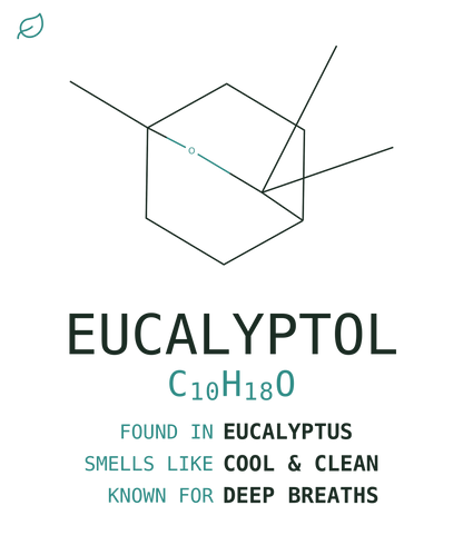 Eucalyptol Tee — Eucalyptus