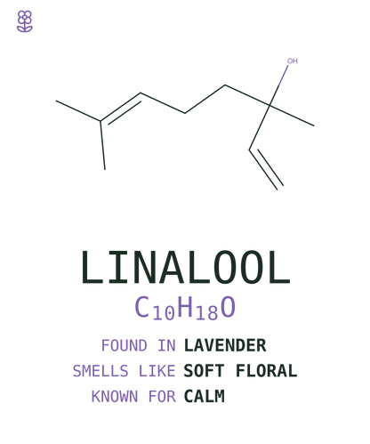 Linalool Tee — Lavender