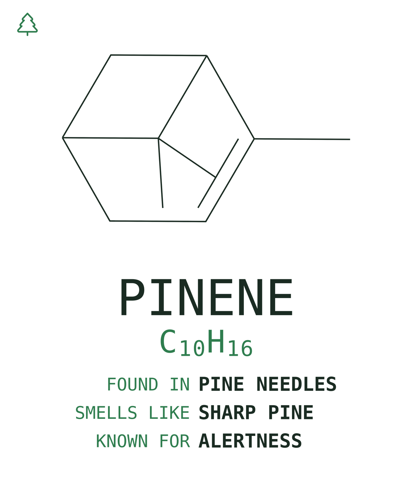 Pinene Tee — Pine Forest