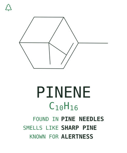 Pinene Tee — Pine Forest